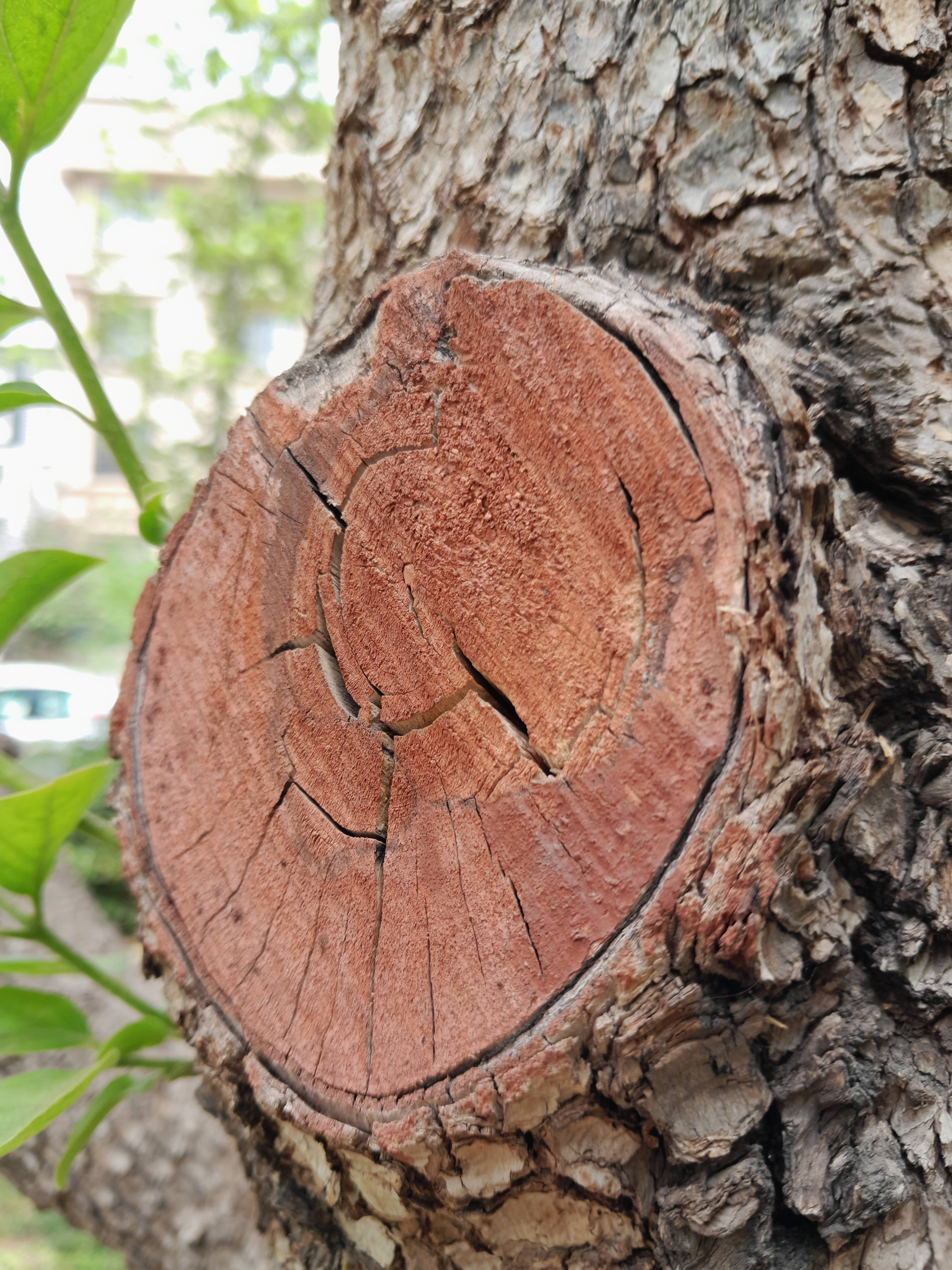 نمونه عکس دوربین گوشی A13