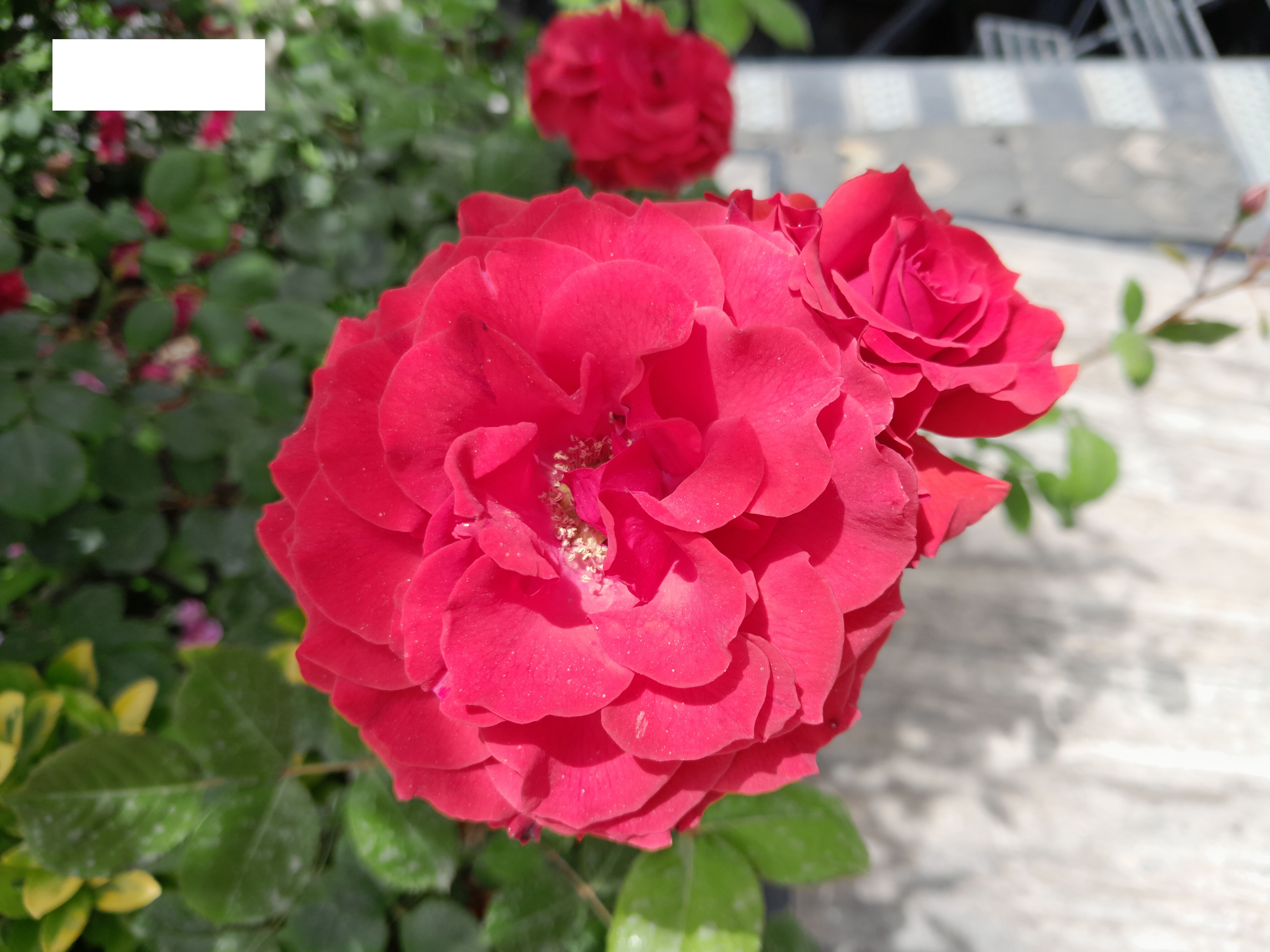 نمونه عکس دوربین گلکسی A13