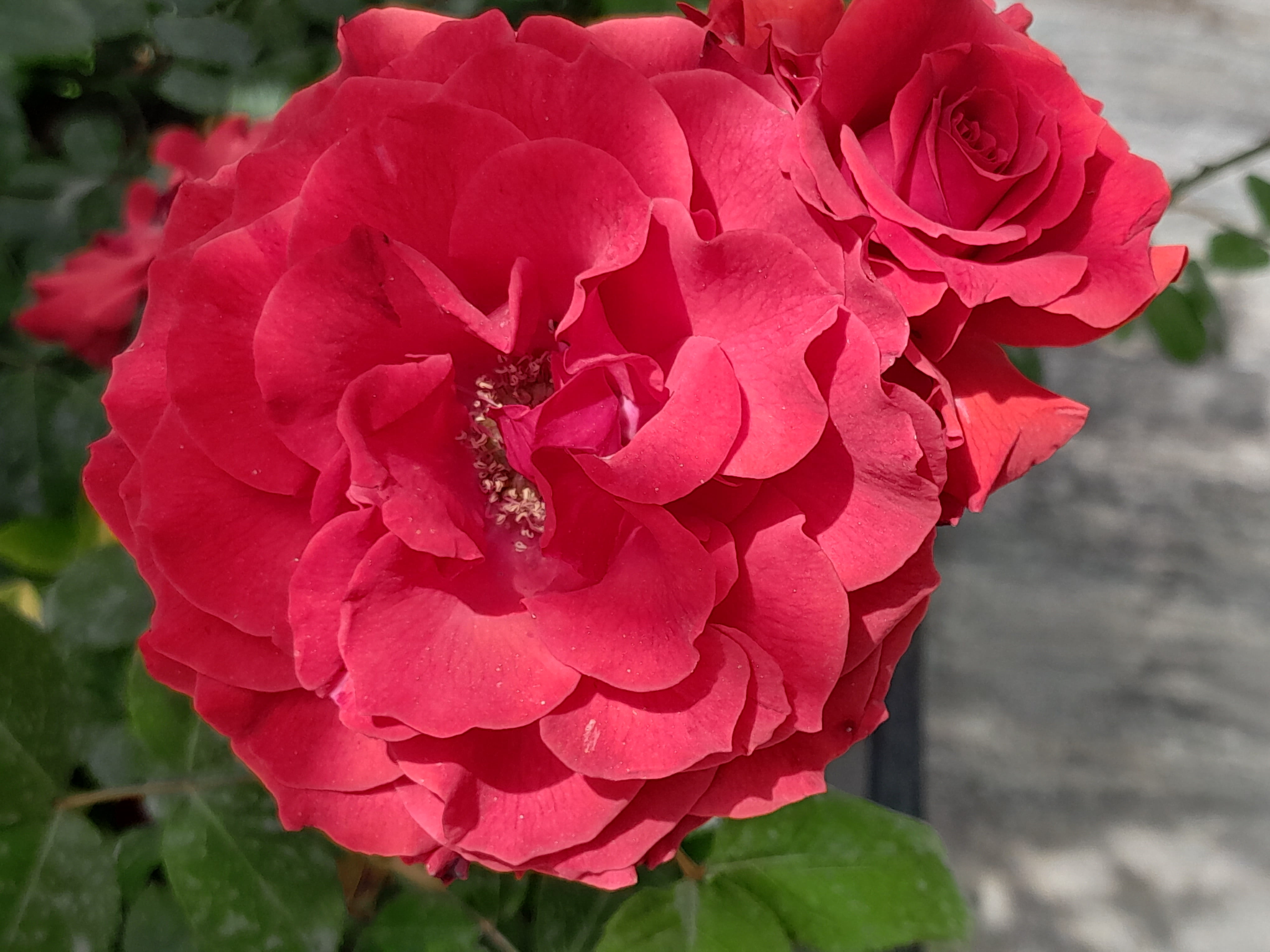 نمونه عکس دوربین پرتره گوشی A13