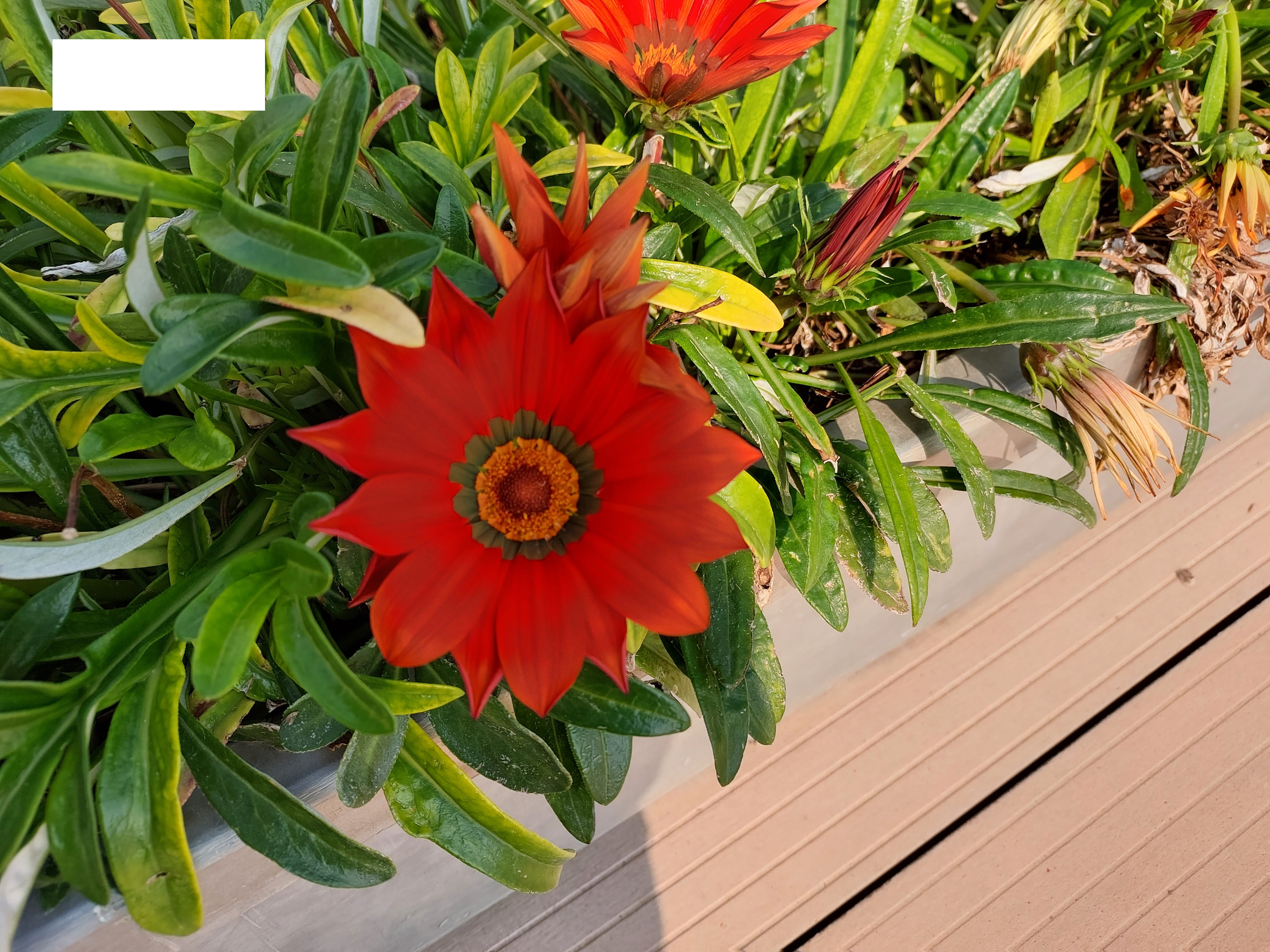 عکس با دوربین اصلی گوشی M52