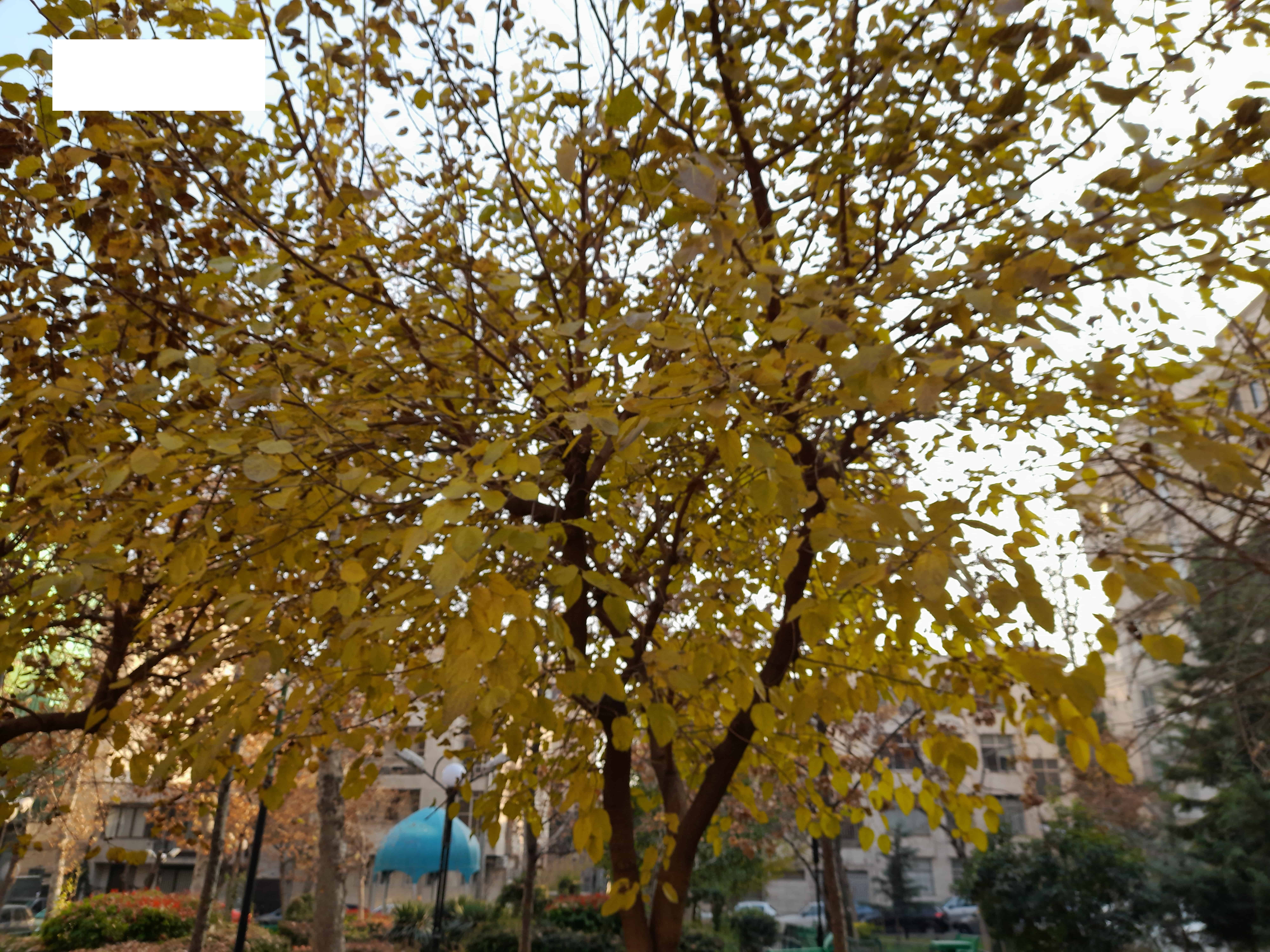 دوربین اصلی گوشی m12
